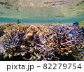 枝サンゴと熱帯魚 82279754
