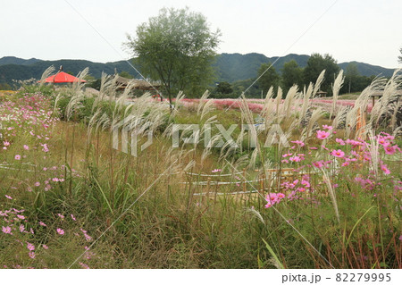 花 花畑 女性 82279995