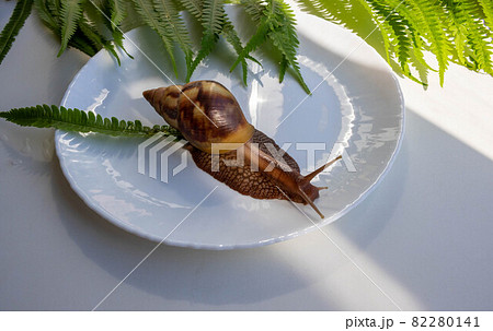 A large snail of akhatina crawls on a plate A large snail of akhatina crawls on a plate 82280141
