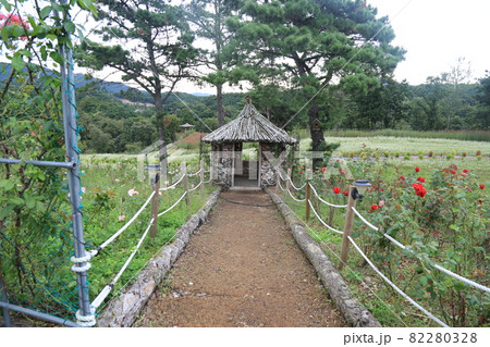 花 コスモス 花畑 82280328