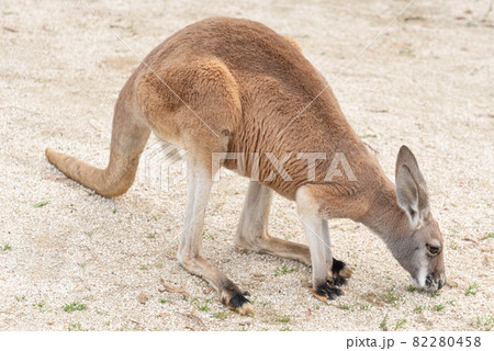 アカカンガルー 82280458