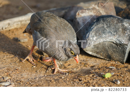 サザナミシャコ サザナミシャコ 82280733