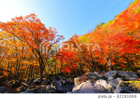 秋 紅葉 森林 82281069