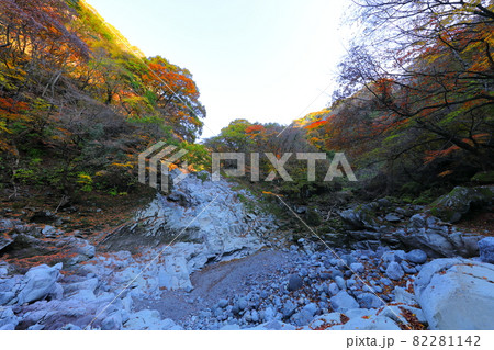 秋 紅葉 森林 82281142