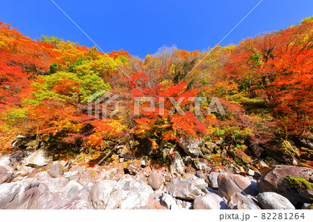 秋 紅葉 森林 82281264