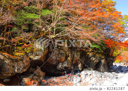 秋 紅葉 森林 82281287