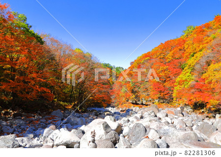 秋 紅葉 森林 82281306