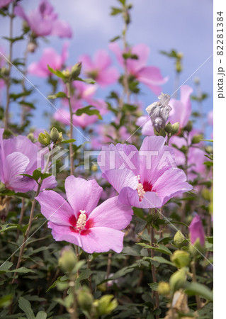芙蓉の花 芙蓉の花 82281384