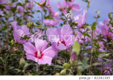 芙蓉の花 芙蓉の花 82281385