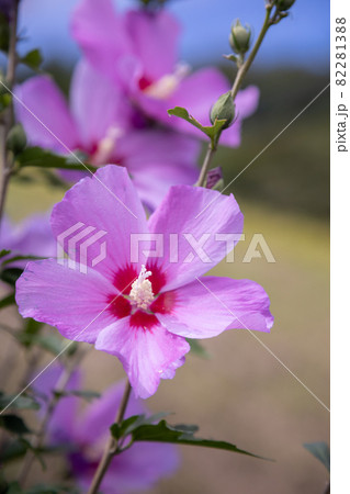 芙蓉の花 82281388