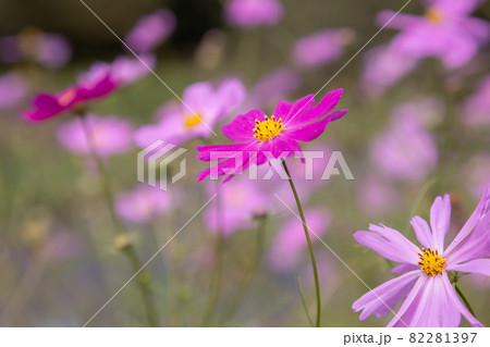 コスモスの花 コスモスの花 82281397