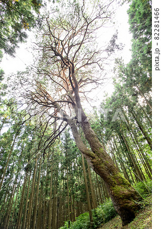 森の急斜面にそびえる巨大木　岩手県 82281466
