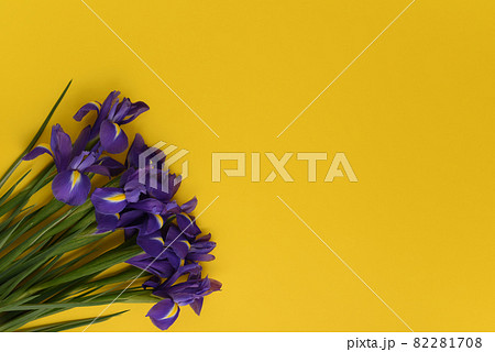 Bunch of irises flowers is isolated on a yellow spring background.  82281708