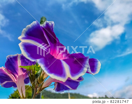 秋の青空と白い雲と紫色の朝顔 82281747