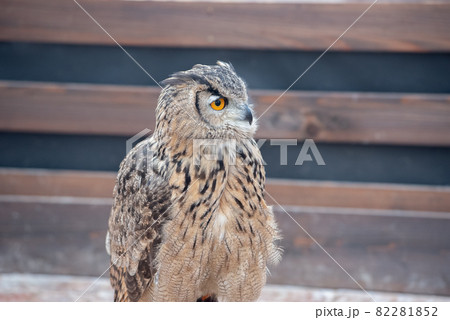 森の賢者　フクロウ 82281852