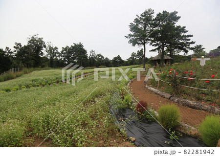 川 河 花 82281942