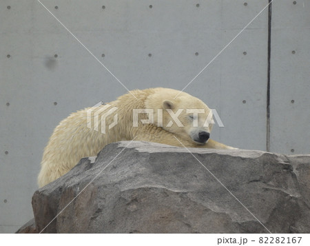 円山動物園　岩の上で寝るシロクマ 82282167