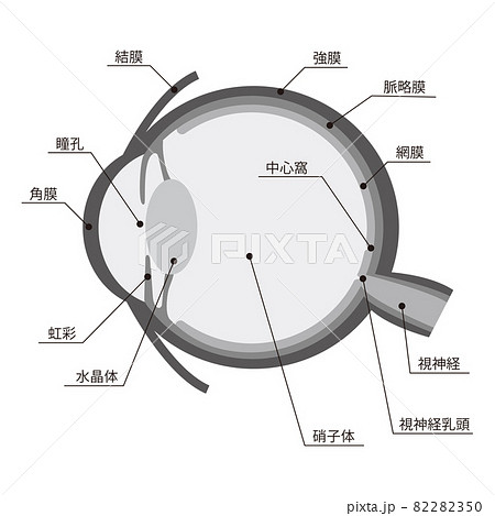 目の構造 82282350