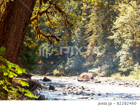 Rain forest 82282460