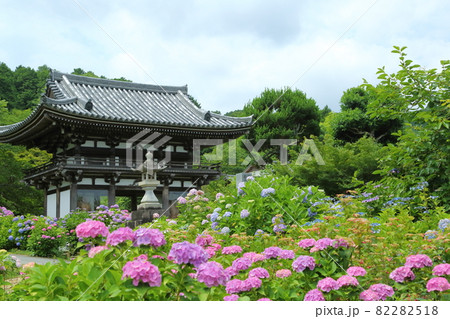 観音寺 あじさいと仁王門 観音寺 あじさいと仁王門 82282518