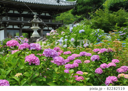 観音寺 あじさいと仁王門 観音寺 あじさいと仁王門 82282519