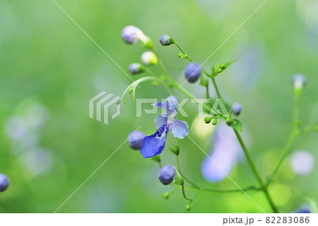 カリガネ草 82283086