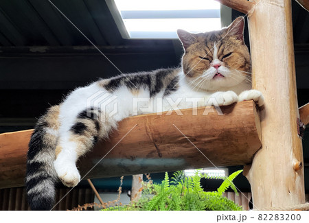 Cat on Wooden Deck 82283200