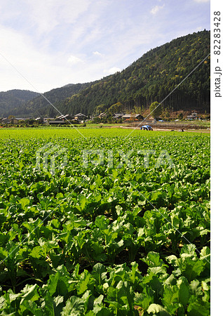 【京都 大原の里山 のどかな風景】京都府京都市 【京都 大原の里山 のどかな風景】京都府京都市 82283428