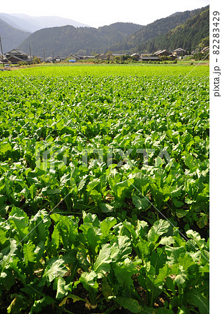 【京都　大原の里山　のどかな風景】京都府京都市 82283429