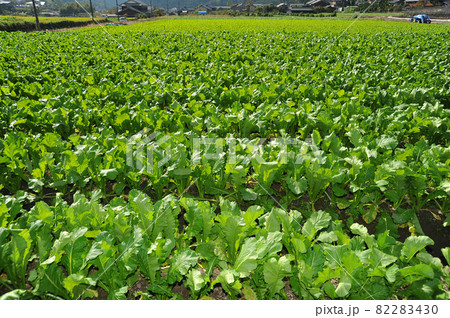 【京都 大原の里山 のどかな風景】京都府京都市 【京都 大原の里山 のどかな風景】京都府京都市 82283430
