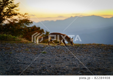 紅葉した高山に住むかわいいキツネが、夕焼けを背景に歩く（奈良県吉野郡上北山村　大台ヶ原山） 82284408