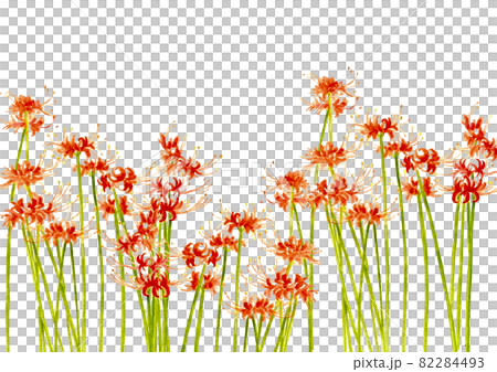 簇狀孤挺花 Higanbana Manju Saka [手繪水彩] 白色背景 可用複制空間 82284493
