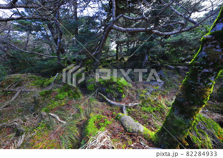 秋 木 森林 82284933