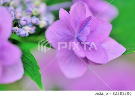 我が家の庭に咲いた碕の崎の花 82285206