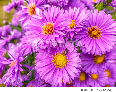鮮やかに咲くアスターの花 鮮やかに咲くアスターの花 82285281