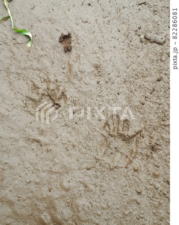 アライグマの足跡 アライグマの足跡 82286081