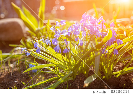first spring flowers blue snowdrops in the sun. close-up soft focus, creative focus and blur 82286212