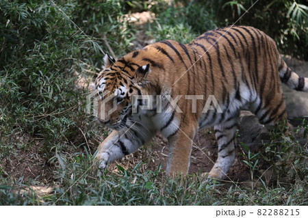 トラ トラ 82288215