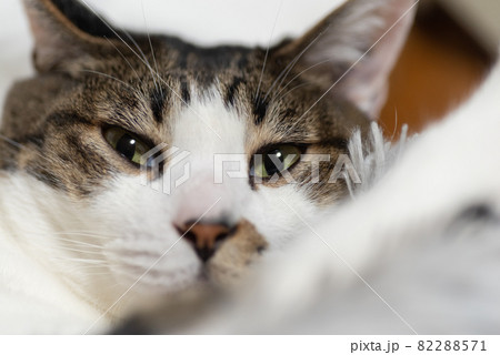 見つめる猫 キジトラ猫 見つめる猫 キジトラ猫 82288571
