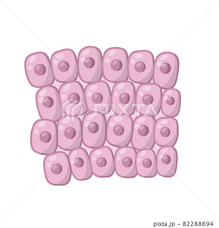 Cell of human organism. Layer of epidermis. 82288694