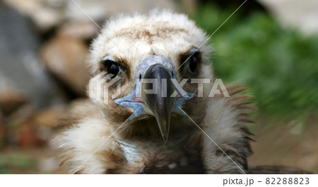Large image Griffin Vulture (Gyps fulvus), zoo, Moscow, Russia Large image Griffin Vulture (Gyps fulvus), zoo, Moscow, Russia 82288823