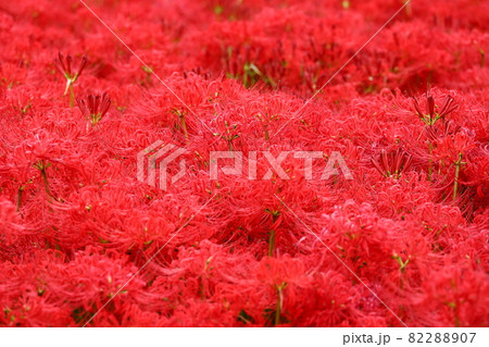 2021年9月の彼岸花 ⑤ 82288907