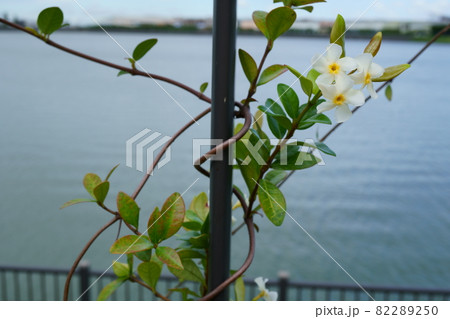 水辺に咲くテイカカズラの白い花の写真素材 2250