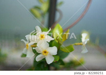 水辺に咲くテイカカズラの白い花の写真素材 2251