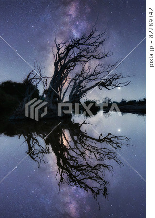 Milky way galaxy with Dry tree Khang chiang mob. 82289342