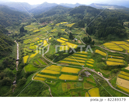 四ケ村の棚田(稲刈り前) 82289379