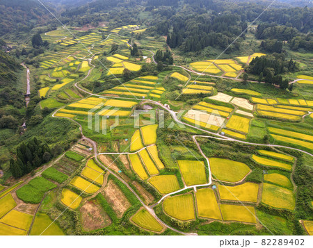 四ケ村の棚田(稲刈り前) 82289402