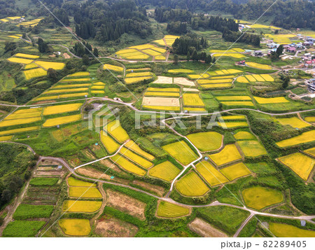 四ケ村の棚田(稲刈り前) 82289405