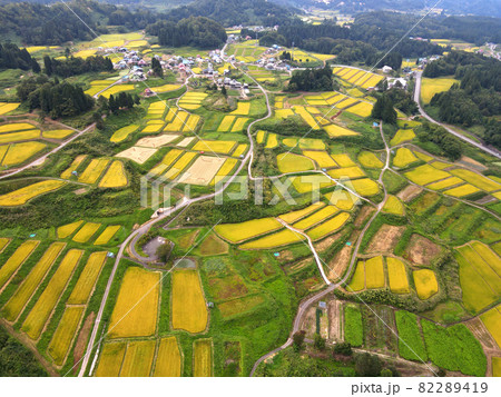 四ケ村の棚田(稲刈り前) 四ケ村の棚田(稲刈り前) 82289419