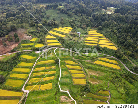 四ケ村の棚田(稲刈り前) 82289431